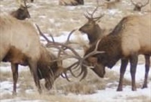 Wildlife, Art and Sleigh Expedition